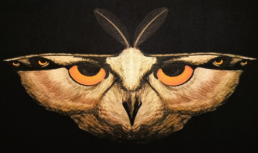 Moth with eye-like patterns on its wings against a black background